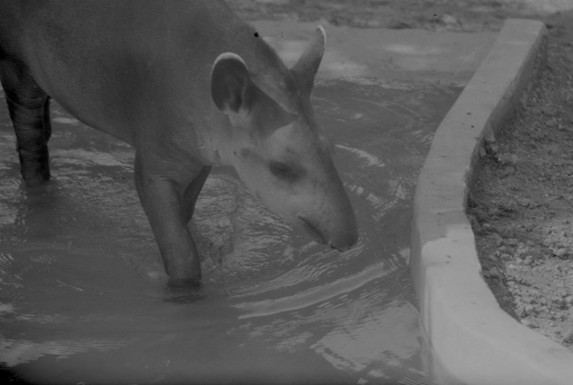 Tapir, Zoologico Habana