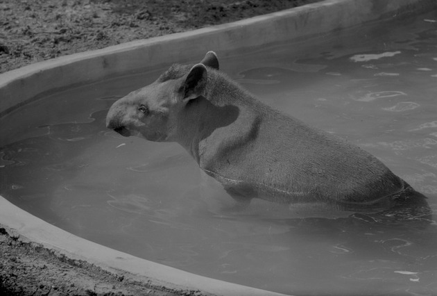 Tapir, Zoologico Habana