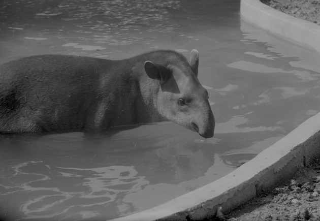 Tapir, Zoologico Habana