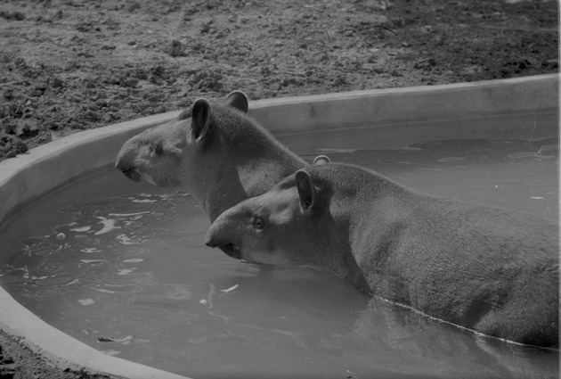 Tapir, Zoologico Habana