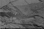 Crocodile, Zoologico Habana
