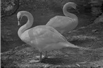 [1959] Swans, Zoologico Habana