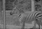 Zebra, Zoologico Habana