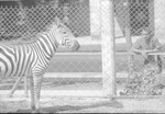 Zebra, Zoologico Habana