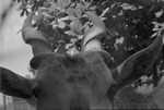 [1959] Eland, Zoologico Habana