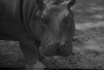 [1959] Hippopotamus, Zoologico Habana