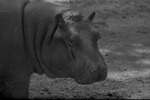 Hippopotamus, Zoologico Habana