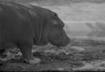 [1959] Hippopotamus, Zoologico Habana