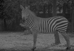 [1959] Zebra, Zoologico Habana