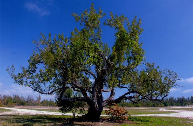 View of large tree