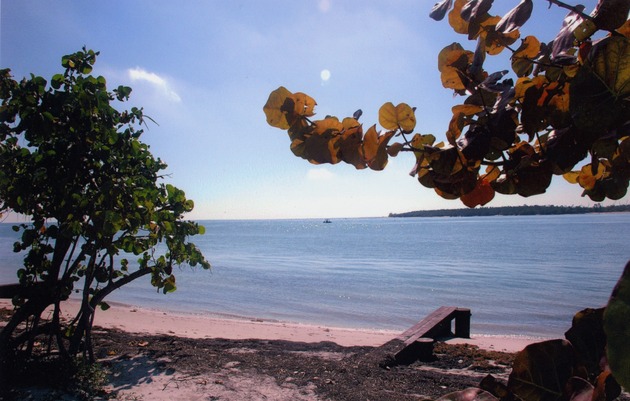 View of ocean from behind trees