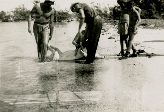 Two men picking up dead calf - 