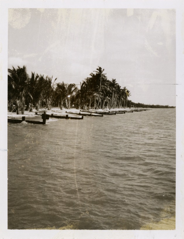 Palm trees on Virginia Key Beach - Recto