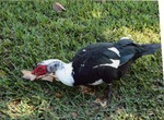 [2007-12-12] Duck in grass