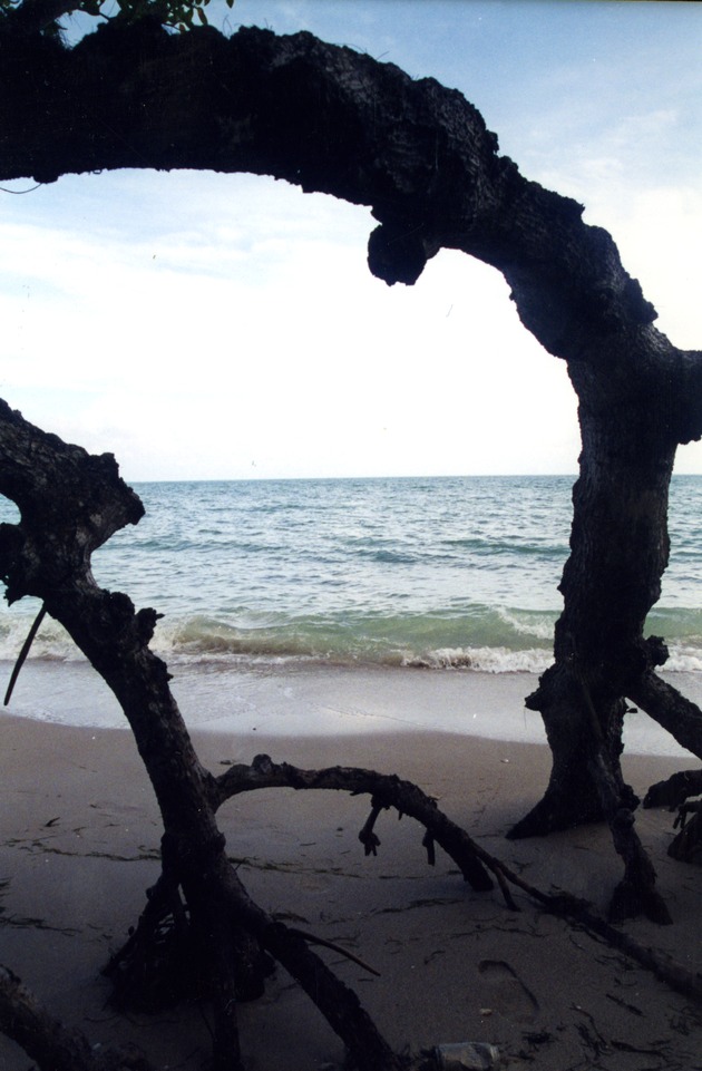 Trees on Virginia Key Beach
