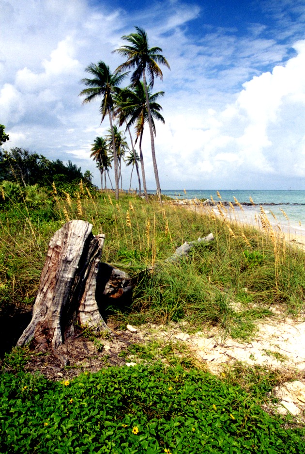 Tree stump on Virginia Key Beach