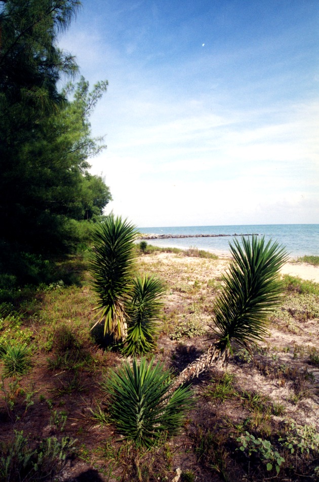 Vegetation on Virginia Key Beach