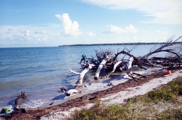 Tree branches in the shallow water