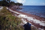 Virginia Key Beach with debris