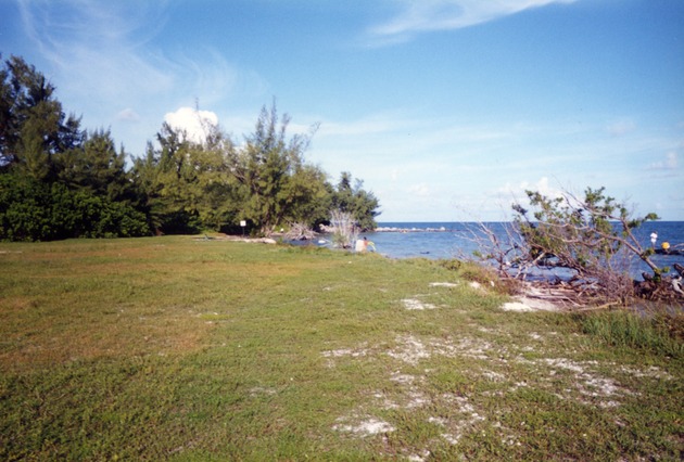 View of grassy area and trees
