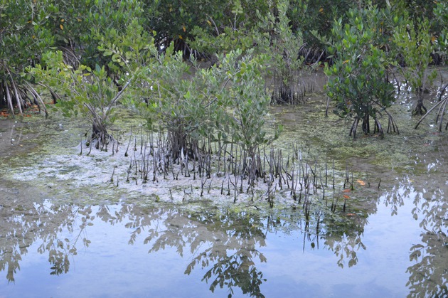 Photos of the Wetland Boardwalk at HVKBP