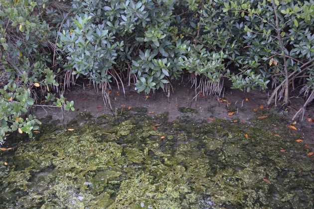 Photos of the Wetland Boardwalk at HVKBP