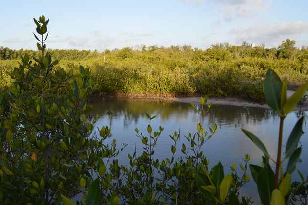 Photos of the Wetland Boardwalk at HVKBP