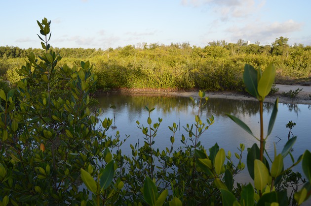 Photos of the Wetland Boardwalk at HVKBP