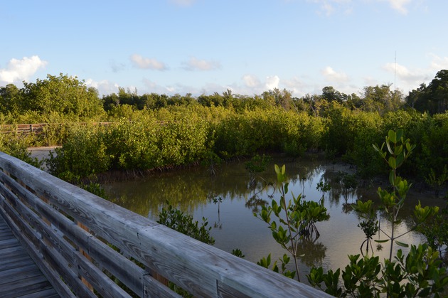 Photos of the Wetland Boardwalk at HVKBP