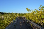 [2015-03-10] Photos of the Wetland Boardwalk at HVKBP