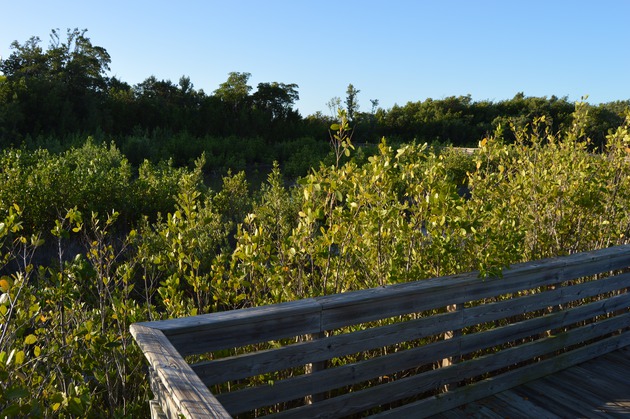 Photos of the Wetland Boardwalk at HVKBP