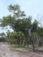Virginia Key Mangrove Plants