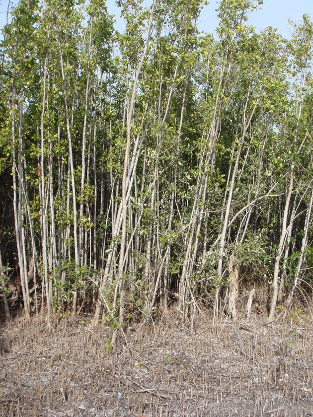 Virginia Key Mangrove Plants