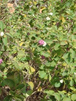 Virginia Key Fruit and Drupe Plants