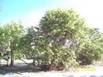 [2008] Virginia Key Fruit and Drupe Plants