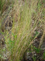 Spartina plant