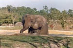 African elephant ascending from habitat pool at Miami Metrozoo