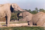 Two African elephants playing in habitat pool at Miami Metrozoo