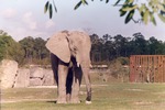 African elephant wandering in habitat area at Miami Metrozoo