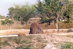 African elephant semi-submerged in habitat pool at Miami Metrozoo