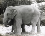 Spike, the baby Asian elephant, being feed by mother Seetna at Miami Metrozoo