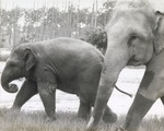 Asian elephants Spike and Seetna walk together in habitat at Miami Metrozoo