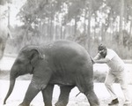 Spike, the Asian elephant calf, being pushed  by a zookeeper at Miami Metrozoo