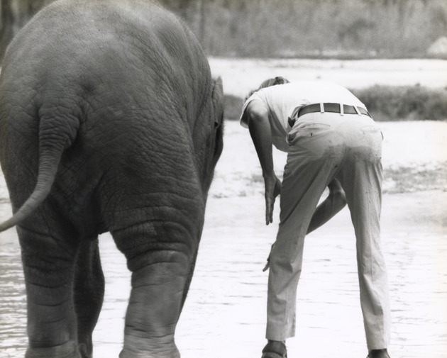 Backs of Spike, the Asian elephant calf, and his zookeeper at Miami Metrozoo