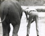 [1981/1991] Backs of Spike, the Asian elephant calf, and his zookeeper at Miami Metrozoo