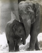 Asian elephants Seetna and Spike Trunk-twining at Miami Metrozoo
