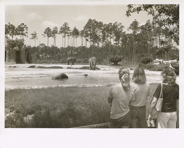 Visitors observe three Asian Elephants in their habitat at Miami Metrozoo