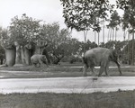 Two Asian elephants meandering about habitat at the Miami Metrozoo