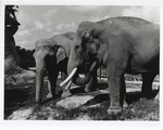[1981/1991] Two Asian elephants standing side by side at the Miami Metrozoo