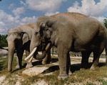 Two Asian elephants standing together at the Miami Metrozoo